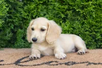 Dexter AKC , a male Miniature Dachshund for sale in Lagrange, IN – 3 of 7