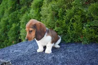 Bradly, a male Miniature Dachshund for sale in Lagrange, IN – 4 of 5