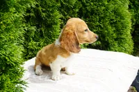 Benny, a male Miniature Dachshund for sale in Lagrange, IN – 3 of 7