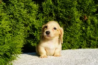 Dexter, a male Miniature Dachshund for sale in Lagrange, IN – 5 of 6