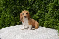 Benny, a male Miniature Dachshund for sale in Lagrange, IN – 6 of 7