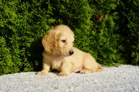 Xander, a male Miniature Dachshund for sale in Lagrange, IN – 4 of 5