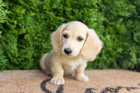 Dexter AKC , a male Miniature Dachshund for sale in Lagrange, IN – 5 of 7