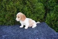 Brian, a male Miniature Dachshund for sale in Lagrange, IN – 5 of 6
