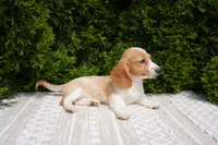 Brian, a male Miniature Dachshund for sale in Lagrange, IN – 6 of 6