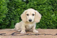Dexter AKC , a male Miniature Dachshund for sale in Lagrange, IN – 2 of 7