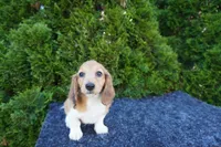Benny, a male Miniature Dachshund for sale in Lagrange, IN – 2 of 5
