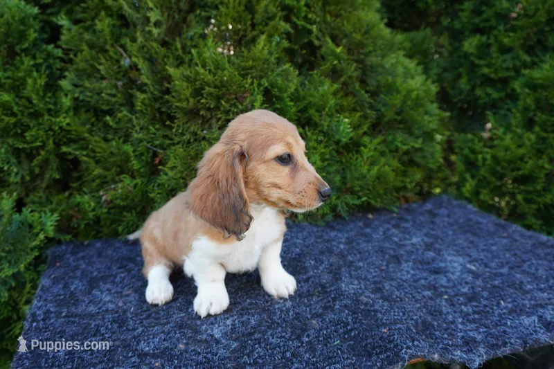 Benny – Miniature Dachshund puppy for sale in Lagrange, IN