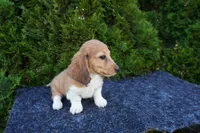 Benny, a male Miniature Dachshund for sale in Lagrange, IN – 1 of 5