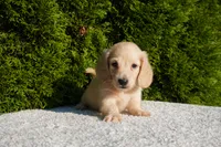 Joey AKC, a male Miniature Dachshund for sale in Lagrange, IN – 2 of 5