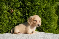 Dexter, a male Miniature Dachshund for sale in Lagrange, IN – 6 of 6