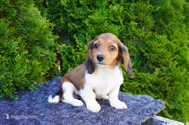Bradly – Miniature Dachshund puppy for sale in Lagrange, IN