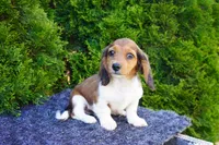 Bradly, a male Miniature Dachshund for sale in Lagrange, IN – 1 of 5