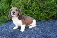 Bradly, a male Miniature Dachshund for sale in Lagrange, IN – 5 of 5