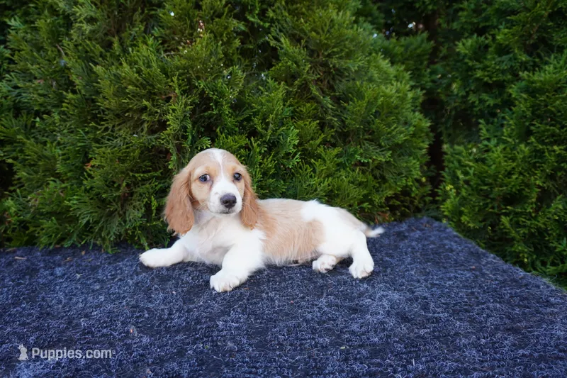 Brian – Miniature Dachshund puppy for sale in Lagrange, IN
