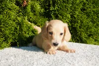 Theo, a male Miniature Dachshund for sale in Lagrange, IN – 2 of 4