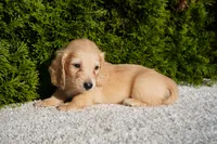 Xander, a male Miniature Dachshund for sale in Lagrange, IN – 2 of 5