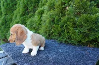 Benny, a male Miniature Dachshund for sale in Lagrange, IN – 4 of 5