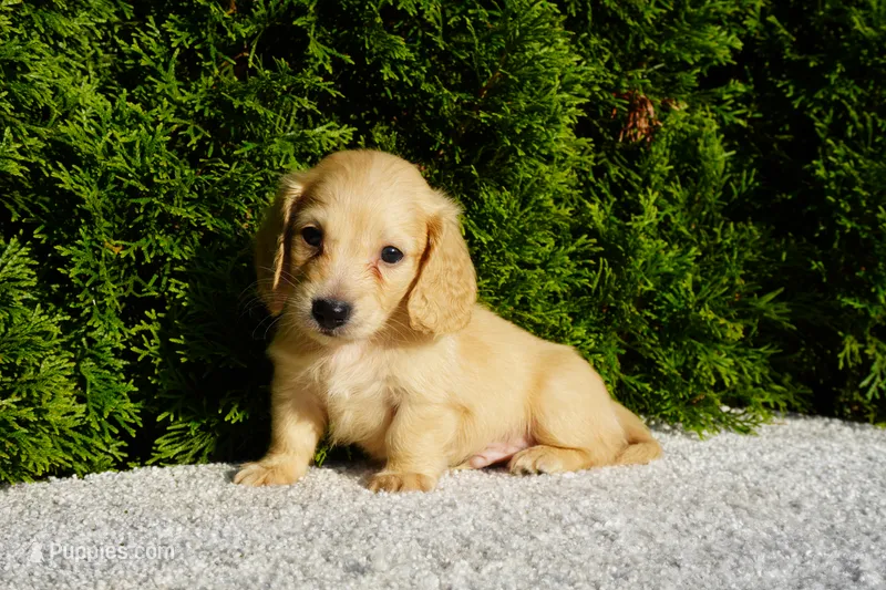 Xander – Miniature Dachshund puppy for sale in Lagrange, IN