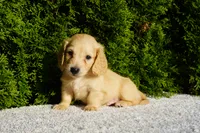 Xander, a male Miniature Dachshund for sale in Lagrange, IN – 1 of 5