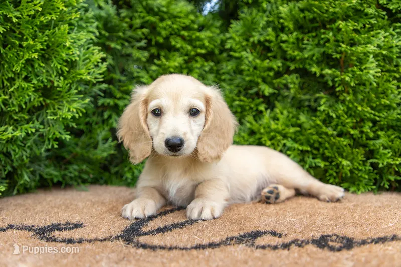 Xander AKC – Miniature Dachshund puppy for sale in Lagrange, IN