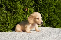 Theo, a male Miniature Dachshund for sale in Lagrange, IN – 4 of 4