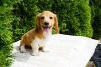 Benny, a male Miniature Dachshund for sale in Lagrange, IN – 1 of 7