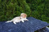 Brian, a male Miniature Dachshund for sale in Lagrange, IN – 6 of 6