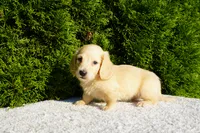 Joey AKC, a male Miniature Dachshund for sale in Lagrange, IN – 5 of 5