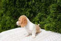 Brian, a male Miniature Dachshund for sale in Lagrange, IN – 3 of 6