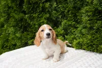 Brian, a male Miniature Dachshund for sale in Lagrange, IN – 2 of 6
