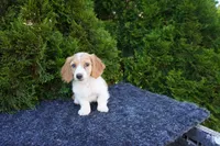 Brian, a male Miniature Dachshund for sale in Lagrange, IN – 2 of 6
