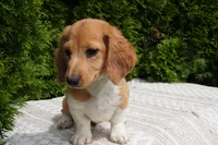 Benny, a male Miniature Dachshund for sale in Lagrange, IN – 2 of 7