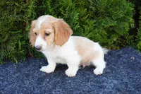 Brian, a male Miniature Dachshund for sale in Lagrange, IN – 3 of 6
