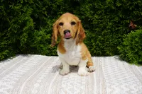 Benny, a male Miniature Dachshund for sale in Lagrange, IN – 7 of 7