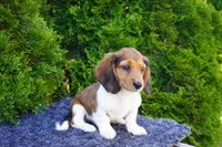 Bradly, a male Miniature Dachshund for sale in Lagrange, IN – 2 of 5