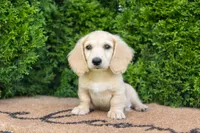 Dexter AKC , a male Miniature Dachshund for sale in Lagrange, IN – 7 of 7