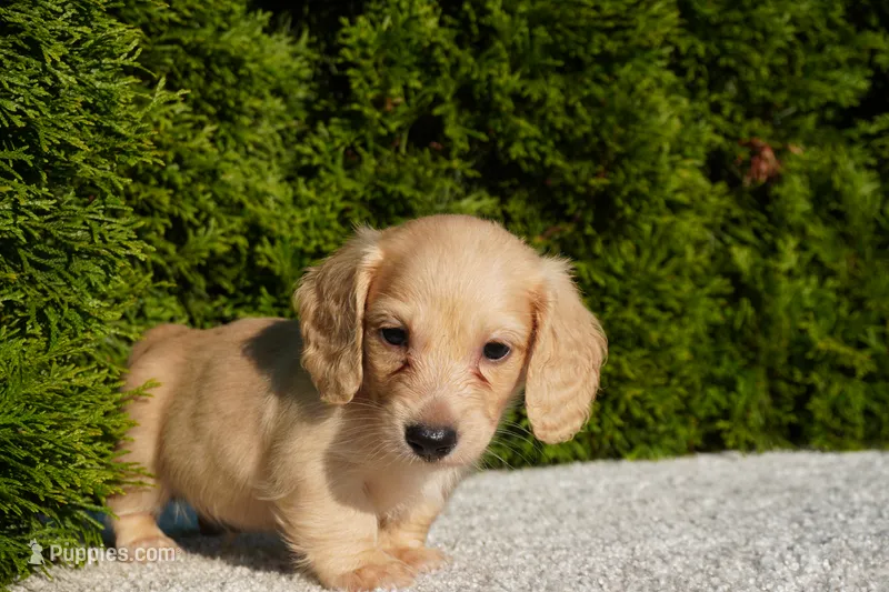 Dexter – Miniature Dachshund puppy for sale in Lagrange, IN