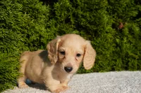 Dexter, a male Miniature Dachshund for sale in Lagrange, IN – 1 of 6
