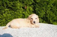 Joey AKC, a male Miniature Dachshund for sale in Lagrange, IN – 4 of 5