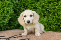 Dexter AKC , a male Miniature Dachshund for sale in Lagrange, IN – 6 of 7