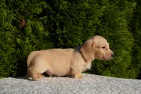 Dexter, a male Miniature Dachshund for sale in Lagrange, IN – 3 of 6