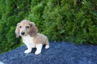 Benny, a male Miniature Dachshund for sale in Lagrange, IN – 5 of 5