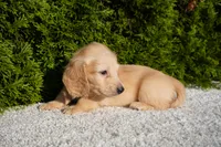 Xander, a male Miniature Dachshund for sale in Lagrange, IN – 3 of 5