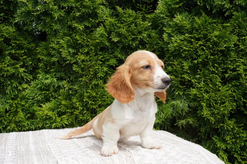 Brian, a male Miniature Dachshund for sale in Lagrange, IN – 1 of 6