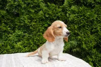 Brian, a male Miniature Dachshund for sale in Lagrange, IN – 1 of 6