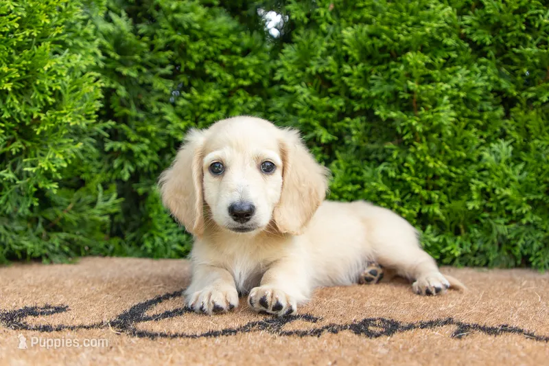 Joey AKC – Miniature Dachshund puppy for sale in Lagrange, IN