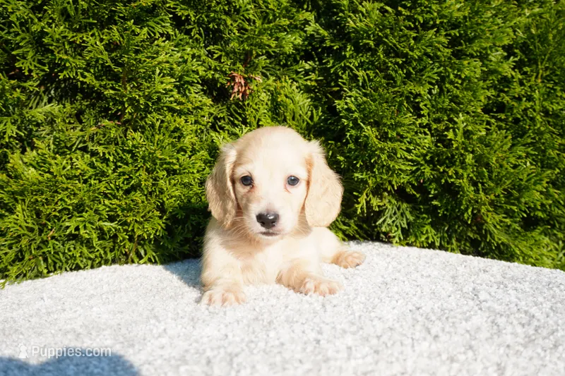 Joey AKC – Miniature Dachshund puppy for sale in Lagrange, IN