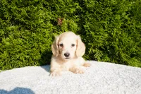 Joey AKC, a male Miniature Dachshund for sale in Lagrange, IN – 1 of 5