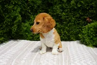 Benny, a male Miniature Dachshund for sale in Lagrange, IN – 5 of 7